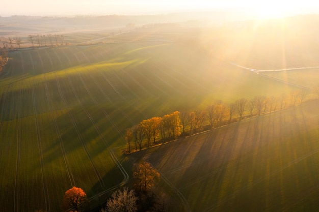 什么是生物的种和界?
